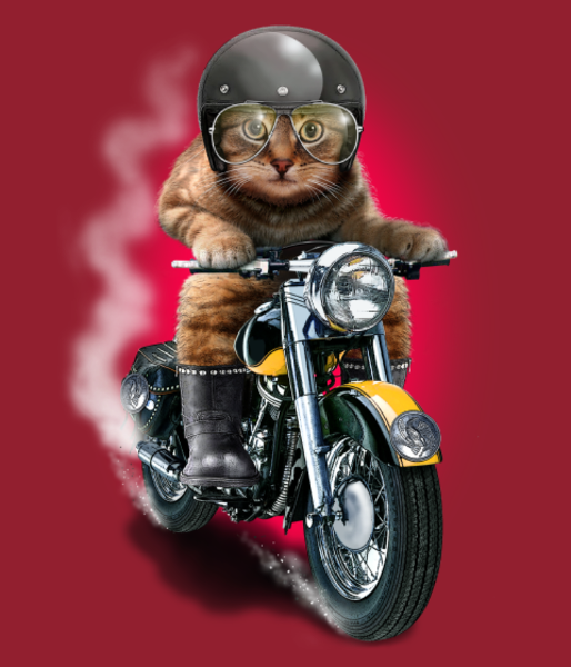 Maquette de Chat Motard : L'Esprit Libre à personnaliser