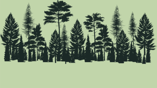 Forêt Mystique : Le Chemin Intérieur