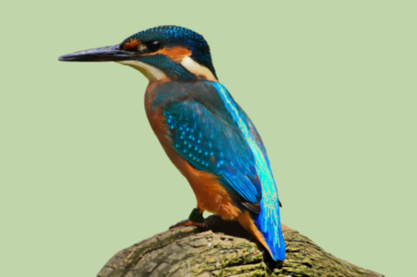 T-shirt personnalisé Couleurs vives nature
